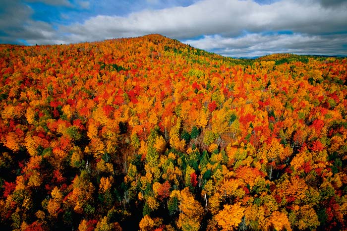Bosque otoñal en Canadá