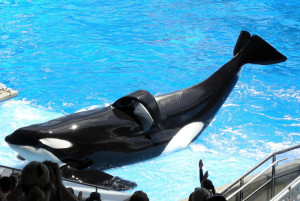 Blackfish