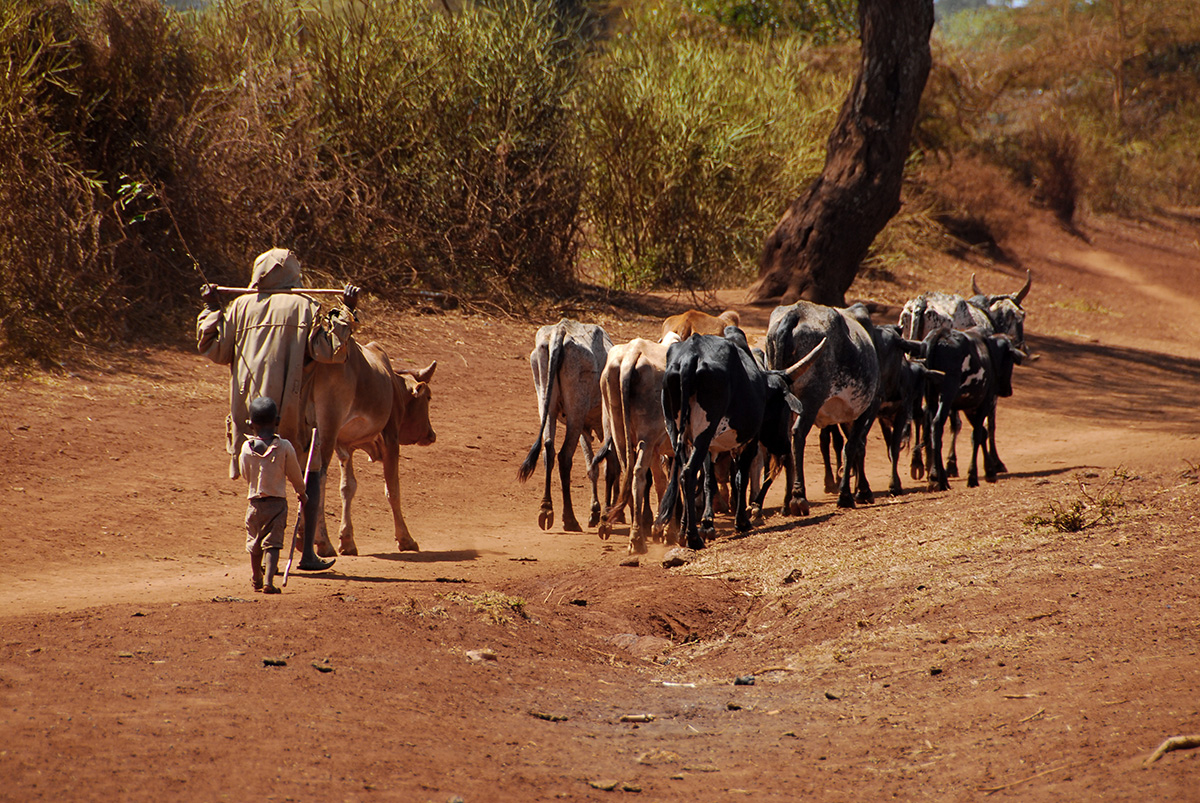 Apoyar los ganaderos nómadas en África