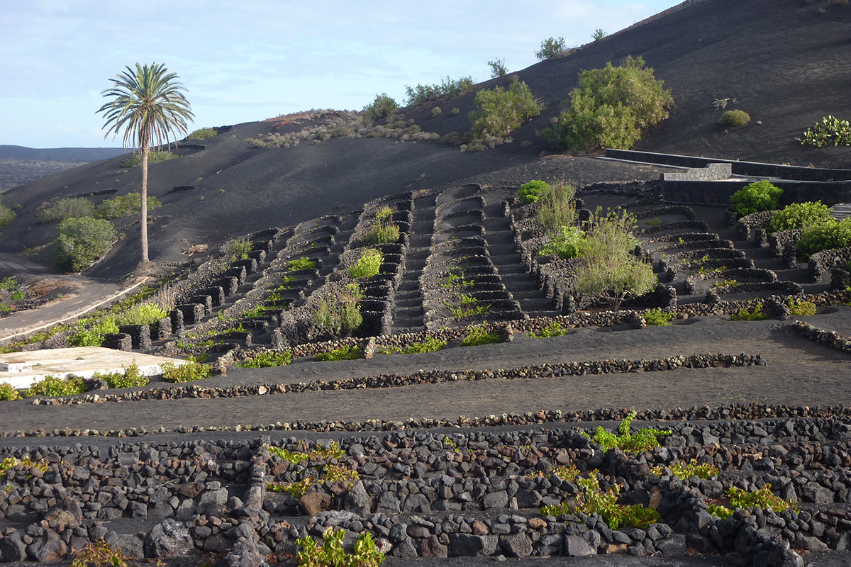 Viñedos en Lanzarote